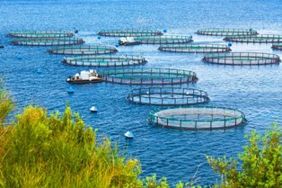 Aquaculture